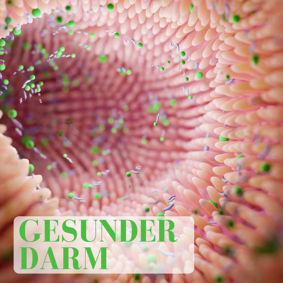 Gesunder Darm